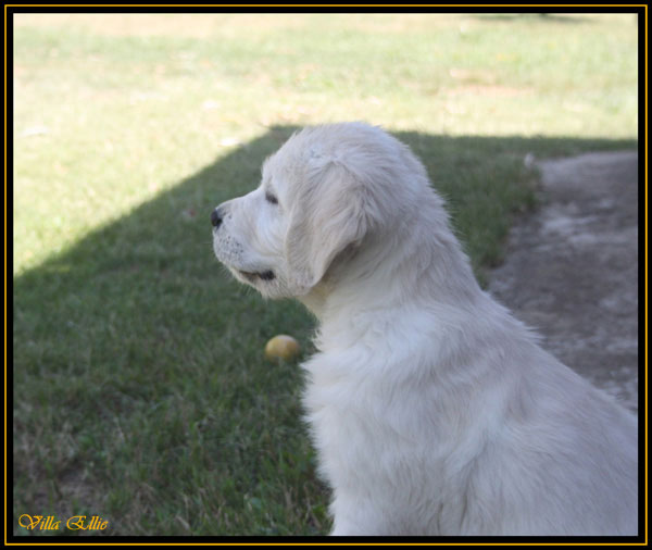 cachorro de golden retriever