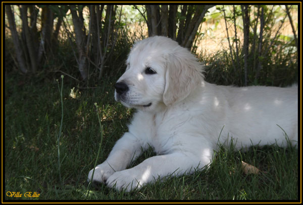 perro golden retriever de villa ellie