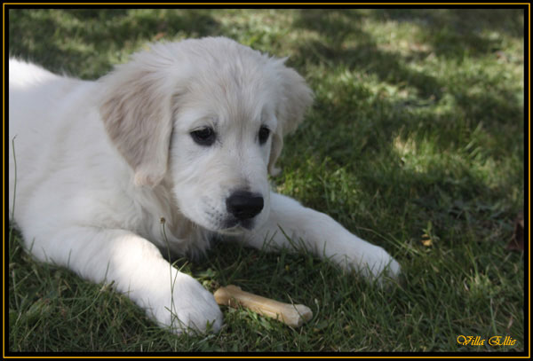 cachorro de golden retriever