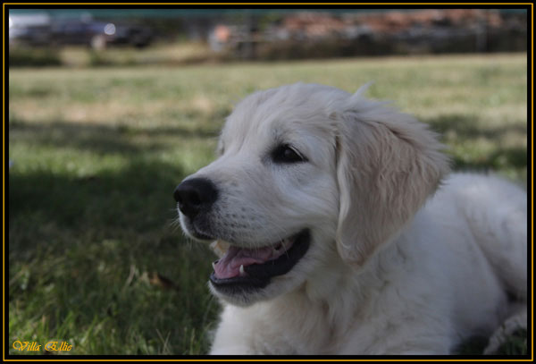 cachorro de golden retriever