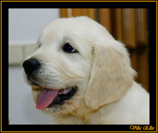 cachorro de golden retriever