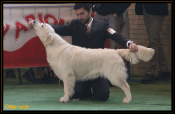 golden retriever villa ellie beautiful day