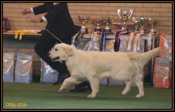 golden retriever villa ellie beautiful day
