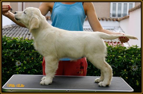 cachorro de golden retriever de villa ellie
