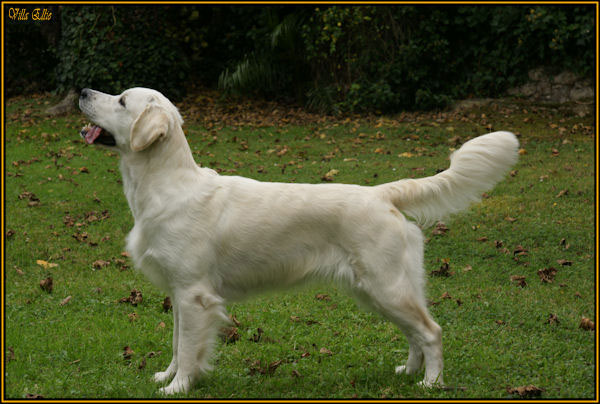 perro golden retriever de villa ellie
