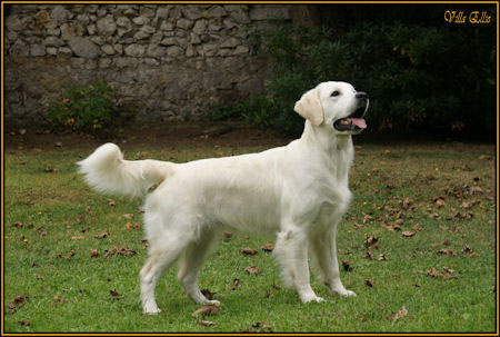 perro golden retriever de villa ellie