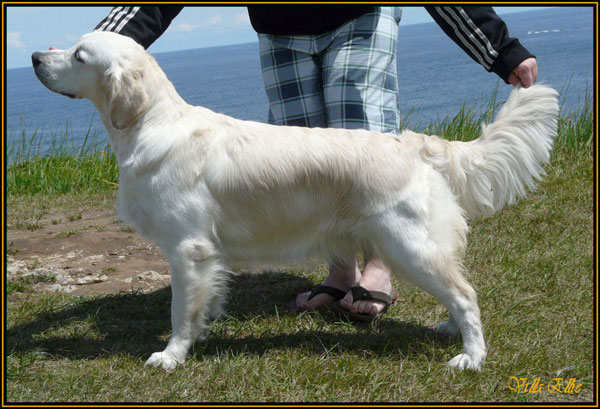 perro golden retriever de villa ellie