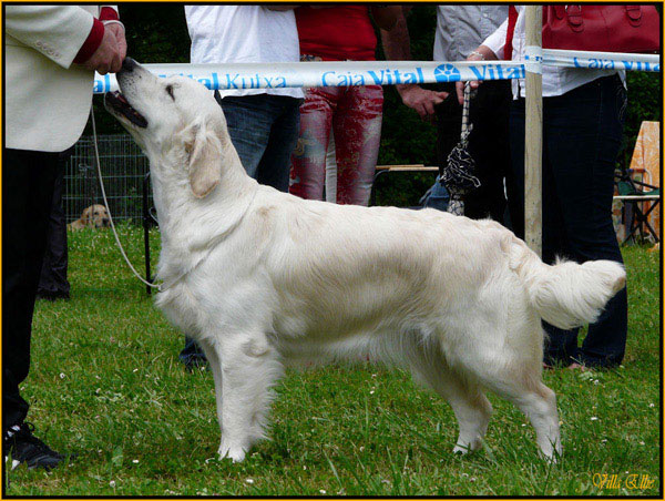 perro golden retriever de villa ellie