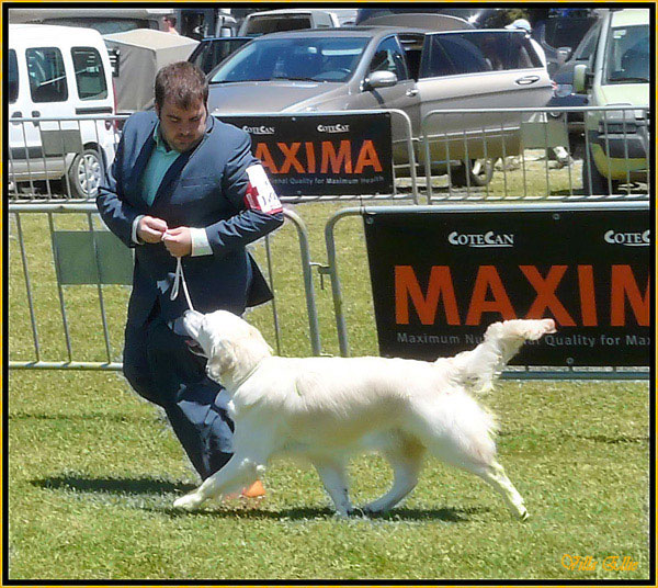 perro golden retriever de villa ellie