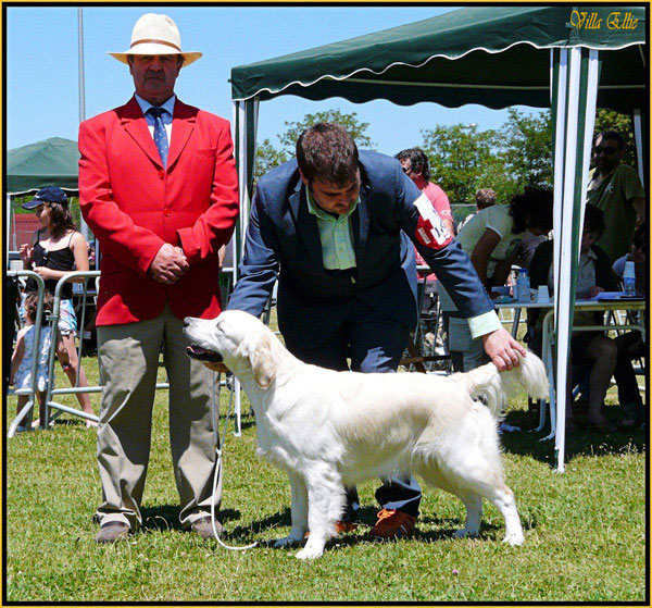 perro golden retriever de villa ellie