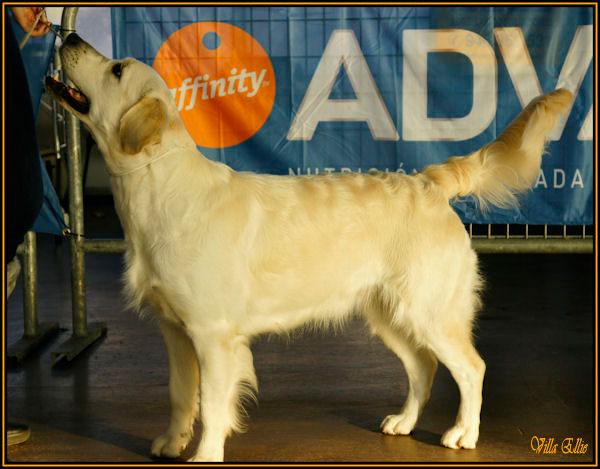 perro golden retriever de villa ellie