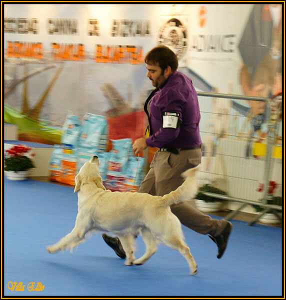perro golden retriever de villa ellie