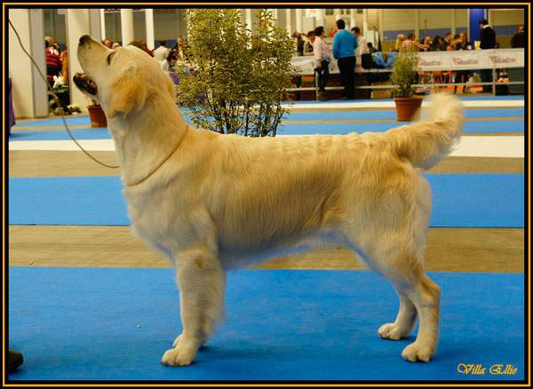 perro golden retriever de villa ellie