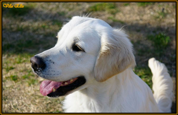 perro golden retriever de villa ellie