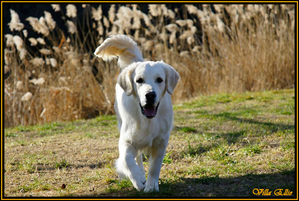 perro golden retriever de villa ellie
