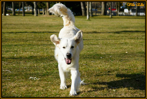perro golden retriever de villa ellie