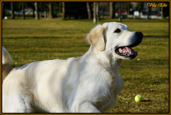 perro golden retriever de villa ellie