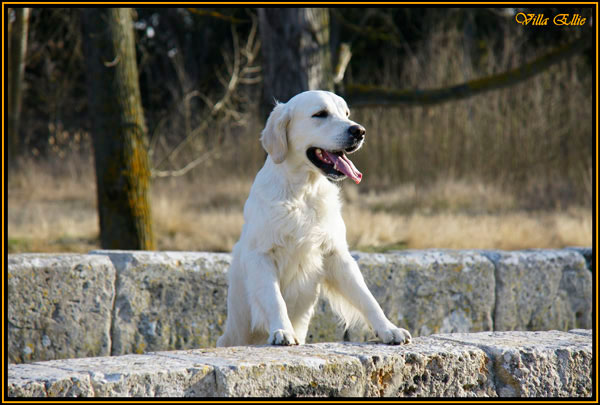 perro golden retriever de villa ellie