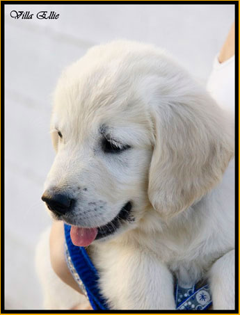 perro golden retriever de villa ellie