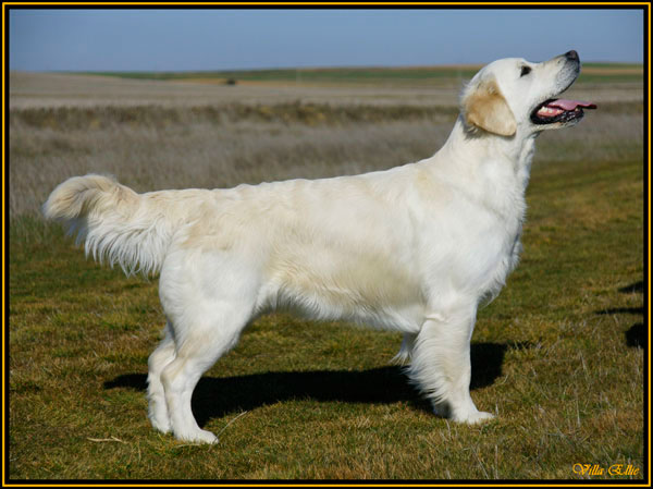 perro golden retriever de villa ellie