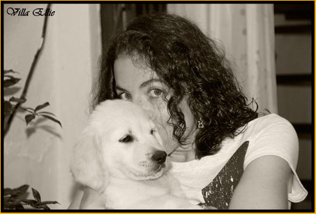 perro golden retriever de villa ellie
