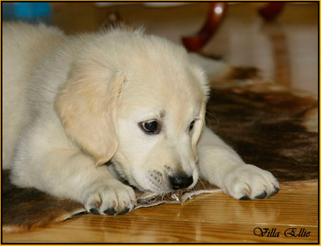 perro golden retriever de villa ellie