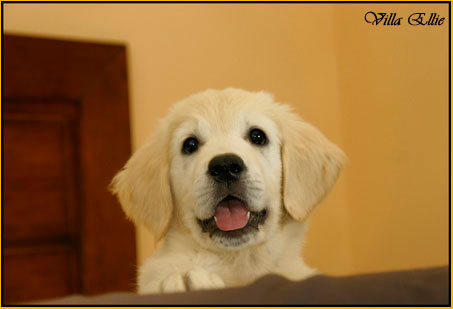 perro golden retriever de villa ellie