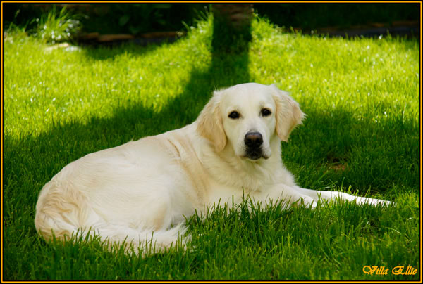 perro golden retriever de villa ellie
