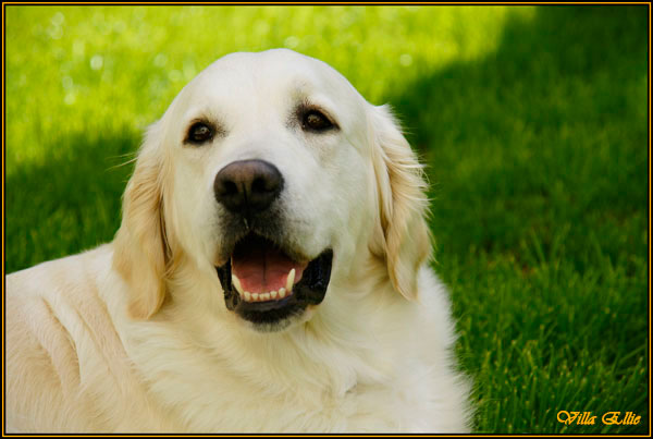 perro golden retriever de villa ellie