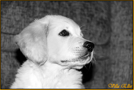 perro golden retriever de villa ellie