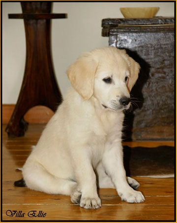 perro golden retriever de villa ellie