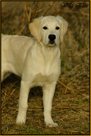 perro golden retriever de villa ellie