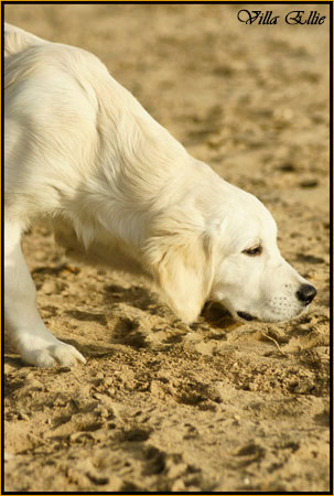 perro golden retriever de villa ellie