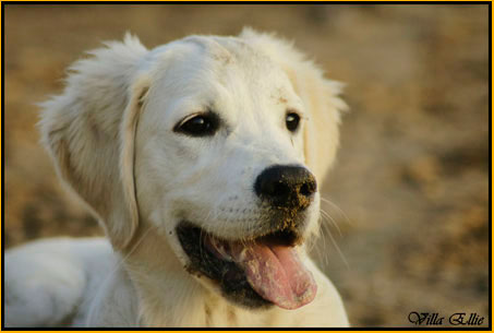 perro golden retriever de villa ellie