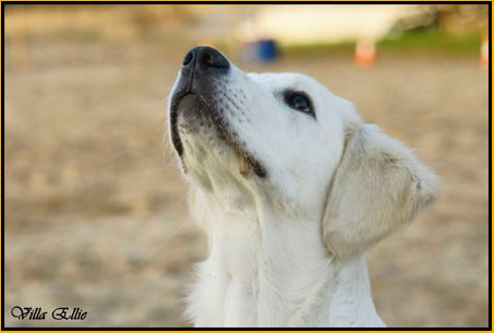 perro golden retriever de villa ellie