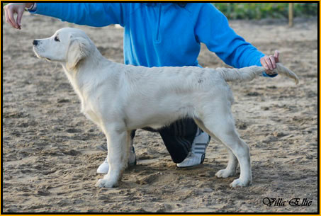 perro golden retriever de villa ellie