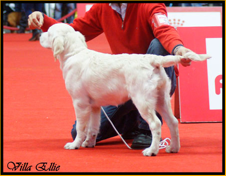 perro golden retriever de villa ellie