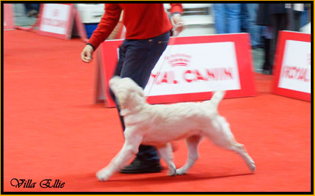 perro golden retriever de villa ellie