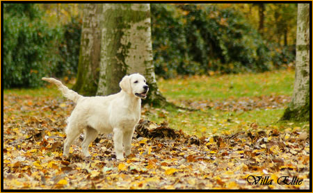 perro golden retriever de villa ellie