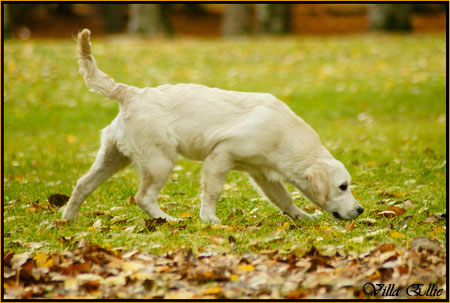 perro golden retriever de villa ellie