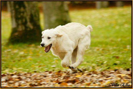 perro golden retriever de villa ellie
