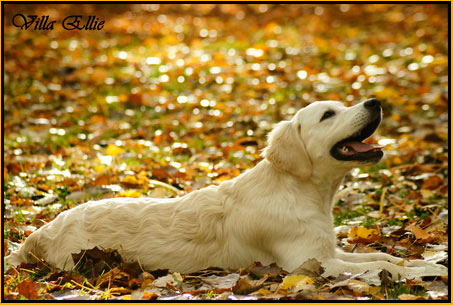 perro golden retriever de villa ellie