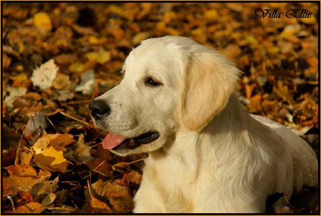 perro golden retriever de villa ellie