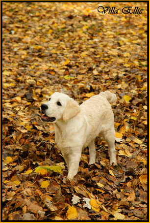 perro golden retriever de villa ellie