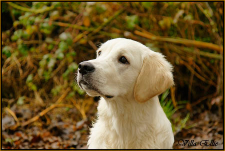 perro golden retriever de villa ellie