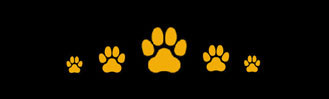 perro golden retriever villa ellie. Comprar perro