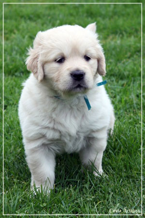 fotos de perro golden retriever de villa ellie
