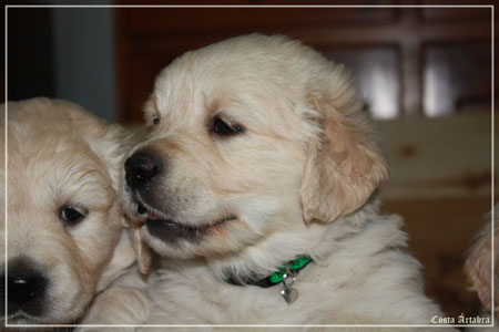 fotos de perro golden retriever de villa ellie