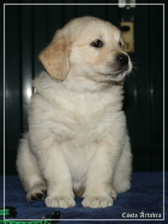 fotos de perro golden retriever de villa ellie