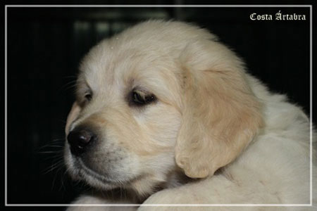 fotos de perro golden retriever de villa ellie